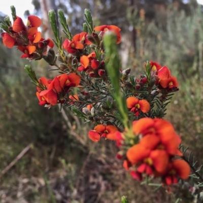 Dillwynia sp. Yetholme (P.C.Jobson 5080) NSW Herbarium at Jerrabomberra, NSW - 5 Nov 2015 by Wandiyali