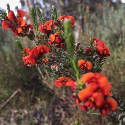 Dillwynia sp. Yetholme (P.C.Jobson 5080) NSW Herbarium at Wandiyali-Environa Conservation Area - 5 Nov 2015 by Wandiyali