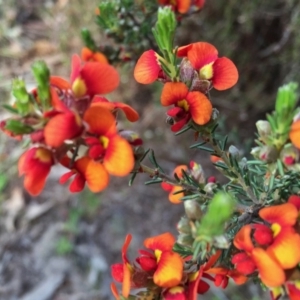 Dillwynia sp. Yetholme (P.C.Jobson 5080) NSW Herbarium at Jerrabomberra, NSW - 5 Nov 2015