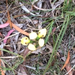 Diuris sulphurea (Tiger Orchid) at Mount Majura - 3 Nov 2015 by petersan