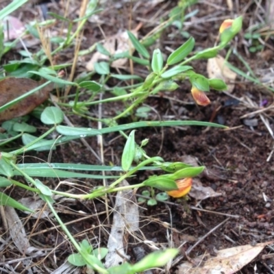 Zornia dyctiocarpa var. dyctiocarpa (Zornia) at Denman Prospect, ACT - 5 Nov 2015 by RichardMilner