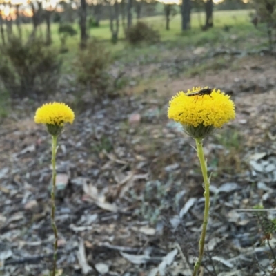 Leptorhynchos elongatus (Lanky Buttons) at Googong, NSW - 5 Nov 2015 by Wandiyali