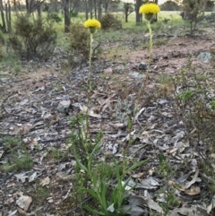 Leptorhynchos elongatus at Googong, NSW - 5 Nov 2015 04:11 PM