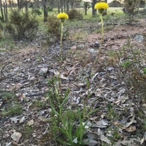 Leptorhynchos elongatus at Googong, NSW - 5 Nov 2015 04:11 PM