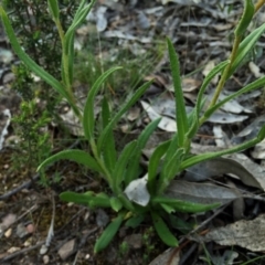 Leptorhynchos elongatus at Googong, NSW - 5 Nov 2015