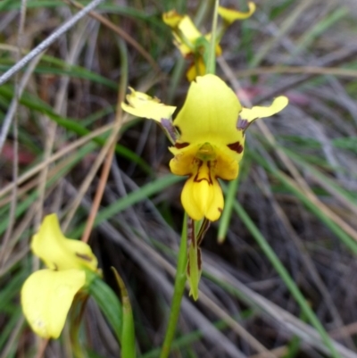 Diuris sulphurea (Tiger Orchid) at Canberra Central, ACT - 4 Nov 2015 by RWPurdie