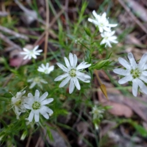 Stellaria pungens at Canberra Central, ACT - 5 Nov 2015