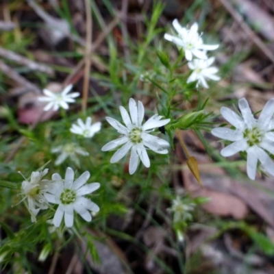 Stellaria pungens (Prickly Starwort) at Black Mountain - 5 Nov 2015 by RWPurdie