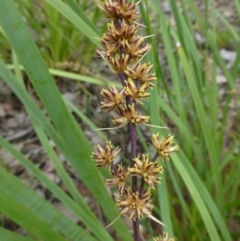 Lomandra longifolia (Spiny-headed Mat-rush, Honey Reed) at Canberra Central, ACT - 5 Nov 2015 by RWPurdie