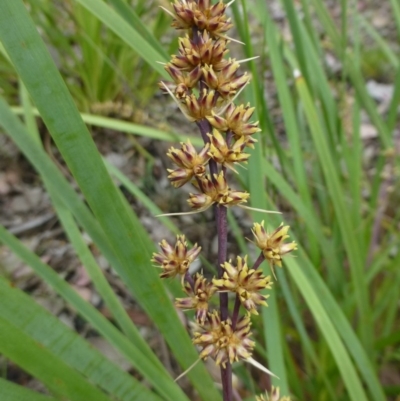 Lomandra longifolia (Spiny-headed Mat-rush, Honey Reed) at Canberra Central, ACT - 5 Nov 2015 by RWPurdie