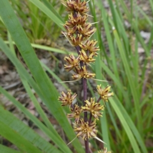 Lomandra longifolia at Canberra Central, ACT - 5 Nov 2015