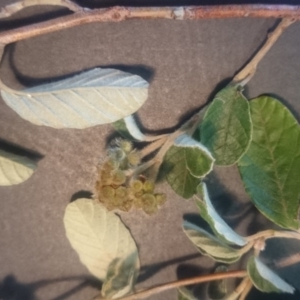 Pomaderris betulina subsp. actensis at Watson, ACT - 5 Nov 2015