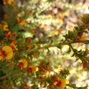 Pultenaea procumbens at Aranda, ACT - 3 Nov 2015