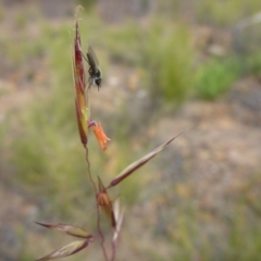 Rytidosperma pallidum (Red-anther Wallaby Grass) at Aranda, ACT - 3 Nov 2015 by JanetRussell