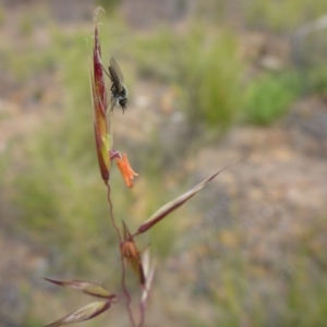 Rytidosperma pallidum at Aranda, ACT - 3 Nov 2015