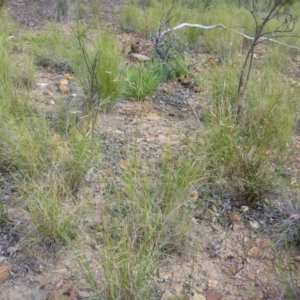 Rytidosperma pallidum at Aranda, ACT - 3 Nov 2015