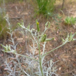 Senecio quadridentatus at Aranda, ACT - 3 Nov 2015