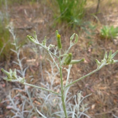 Senecio quadridentatus (Cotton Fireweed) at Aranda, ACT - 3 Nov 2015 by JanetRussell