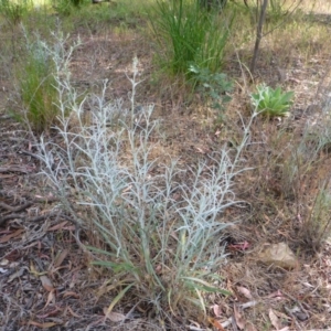 Senecio quadridentatus at Aranda, ACT - 3 Nov 2015