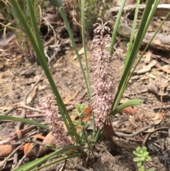 Lomandra multiflora (Many-flowered Matrush) at Black Mountain - 24 Oct 2015 by GrahamW