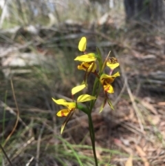 Diuris sulphurea (Tiger Orchid) at Black Mountain - 24 Oct 2015 by GrahamW