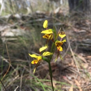 Diuris sulphurea at Acton, ACT - suppressed