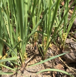 Lomandra filiformis at Acton, ACT - 25 Oct 2015