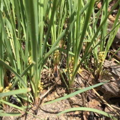 Lomandra filiformis (Wattle Mat-rush) at Acton, ACT - 25 Oct 2015 by GrahamW