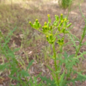 Senecio biserratus at Aranda, ACT - 3 Nov 2015