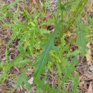 Senecio biserratus at Aranda, ACT - 3 Nov 2015