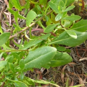 Dimorphotheca ecklonis at Aranda, ACT - 3 Nov 2015 03:49 PM