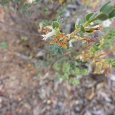 Brachyloma daphnoides (Daphne Heath) at Aranda, ACT - 3 Nov 2015 by JanetRussell