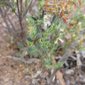 Brachyloma daphnoides at Aranda, ACT - 3 Nov 2015