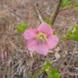 Pavonia hastata at Aranda, ACT - 3 Nov 2015