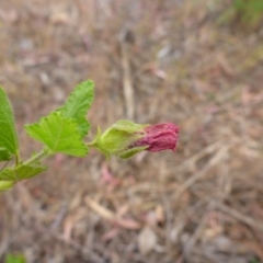 Pavonia hastata at Aranda, ACT - 3 Nov 2015