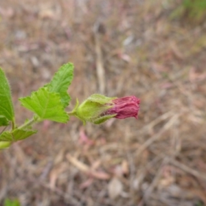 Pavonia hastata at Aranda, ACT - 3 Nov 2015