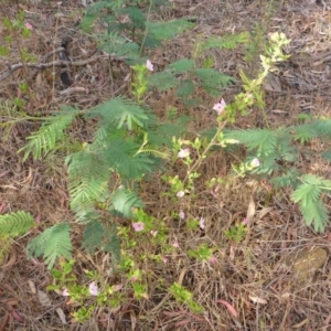 Pavonia hastata at Aranda, ACT - 3 Nov 2015