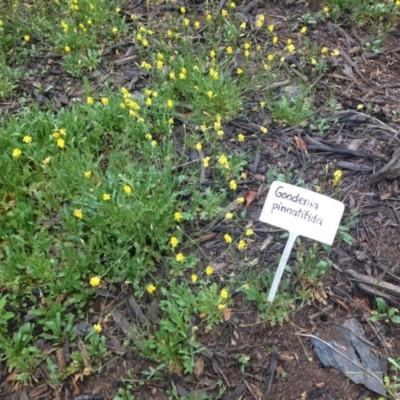 Goodenia pinnatifida (Scrambled Eggs) at Sth Tablelands Ecosystem Park - 5 Nov 2015 by GeoffRobertson