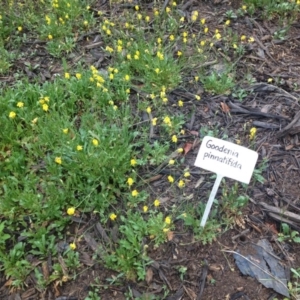 Goodenia pinnatifida at Molonglo Valley, ACT - 5 Nov 2015