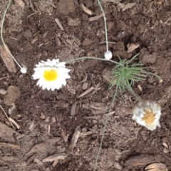 Leucochrysum albicans subsp. tricolor (Hoary Sunray) at Sth Tablelands Ecosystem Park - 5 Nov 2015 by GeoffRobertson