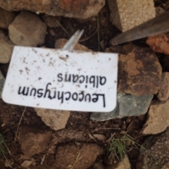 Leucochrysum albicans subsp. tricolor at Molonglo Valley, ACT - 5 Nov 2015