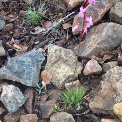 Stylidium graminifolium (Grass Triggerplant) at Sth Tablelands Ecosystem Park - 5 Nov 2015 by GeoffRobertson