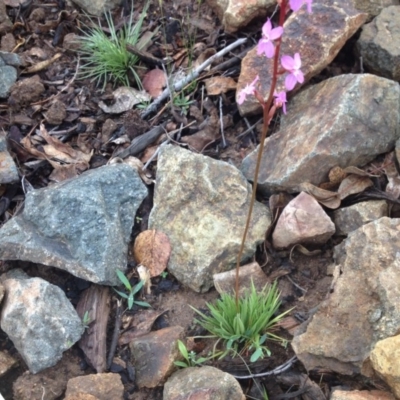 Stylidium graminifolium (grass triggerplant) at Molonglo Valley, ACT - 5 Nov 2015 by GeoffRobertson