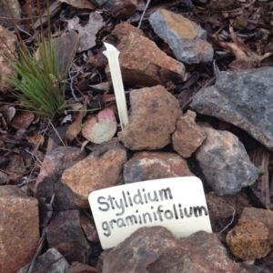 Stylidium graminifolium at Molonglo Valley, ACT - 5 Nov 2015