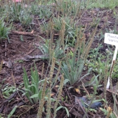 Plantago varia (Native Plaintain) at Sth Tablelands Ecosystem Park - 5 Nov 2015 by GeoffRobertson