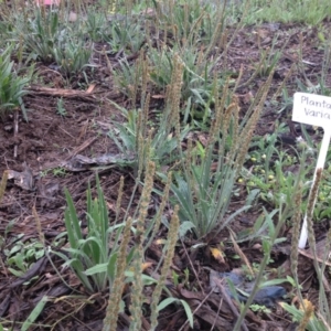 Plantago varia at Molonglo Valley, ACT - 5 Nov 2015 08:53 PM