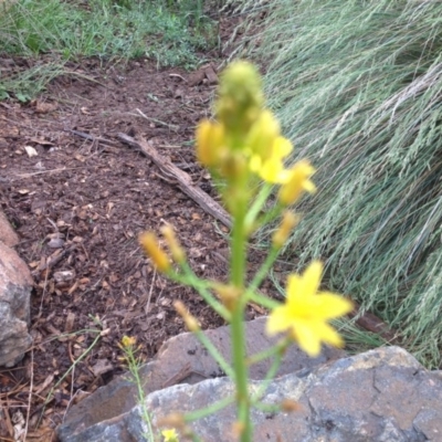 Bulbine glauca (Rock Lily) at Sth Tablelands Ecosystem Park - 5 Nov 2015 by GeoffRobertson