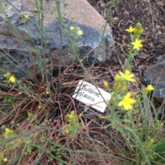 Bulbine glauca at Molonglo Valley, ACT - 5 Nov 2015 08:56 PM