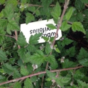 Rubus parvifolius at Molonglo Valley, ACT - 5 Nov 2015