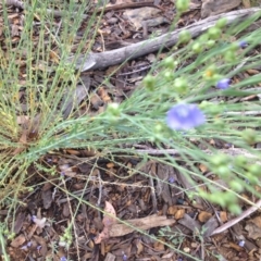 Linum marginale (Native Flax) at Sth Tablelands Ecosystem Park - 5 Nov 2015 by GeoffRobertson